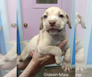 American Pit Bull Terrier-American Staffordshire Terrier Mix Dogs for adoption in Wenonah, NJ, USA