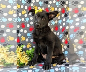 German Shepherd Dog Puppy for sale in KIRKWOOD, PA, USA