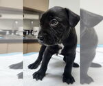 Small #1 Labrador Retriever Mix