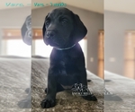 Small Photo #3 Labrador Retriever Puppy For Sale in POCAHONTAS, IL, USA