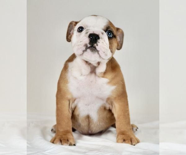 Medium Photo #2 Bulldog Puppy For Sale in NAPPANEE, IN, USA