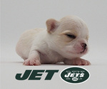 Image preview for Ad Listing. Nickname: Jet