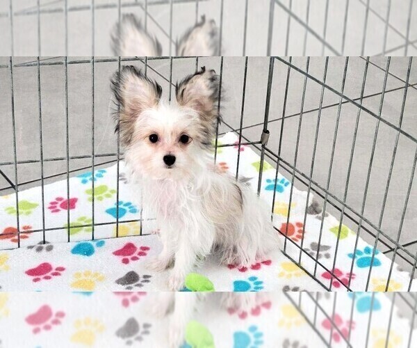 Medium Photo #1 Papitese Puppy For Sale in ORO VALLEY, AZ, USA