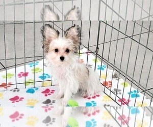Papitese Puppy for sale in ORO VALLEY, AZ, USA
