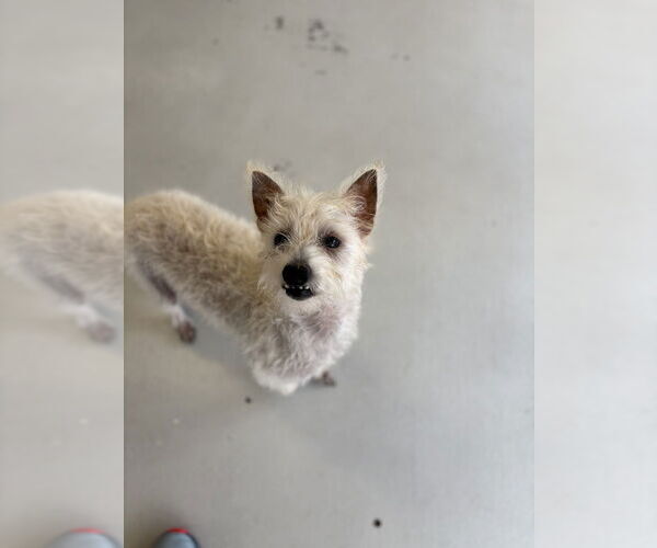 Medium Photo #5 Mutt Puppy For Sale in Studio City, CA, USA