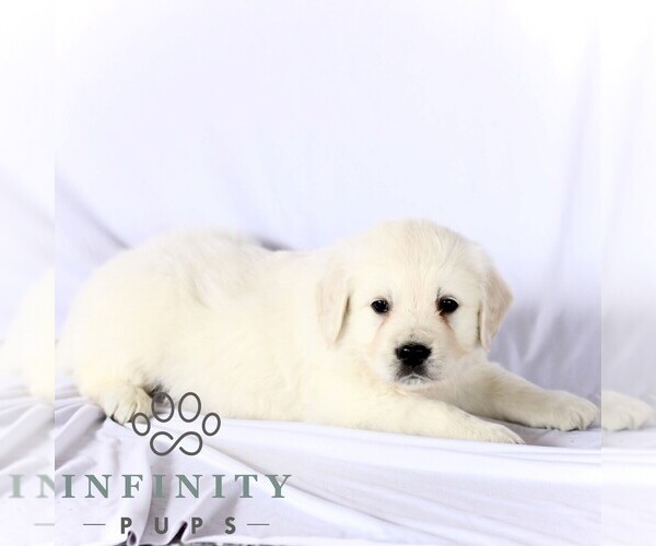 Medium Photo #5 English Cream Golden Retriever Puppy For Sale in GORDONVILLE, PA, USA