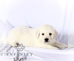 Small #4 English Cream Golden Retriever