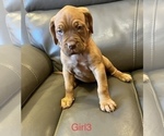 Small Photo #6 Dogue de Bordeaux Puppy For Sale in CINCINNATI, OH, USA