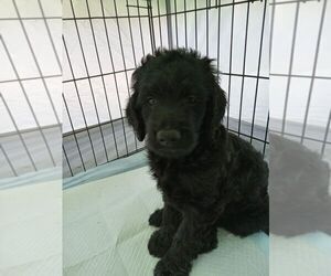 Goldendoodle Puppy for sale in MOUNT VERNON, IL, USA