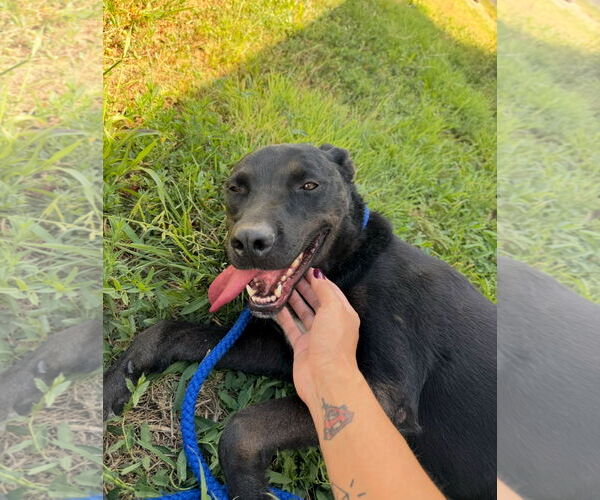 Medium Photo #6 Labrador Retriever-Unknown Mix Puppy For Sale in Grafton, WI, USA