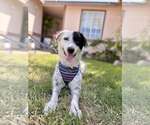 Small #1 Border Collie-Great Pyrenees Mix