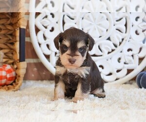 Schnauzer (Miniature) Puppy for sale in SYRACUSE, IN, USA