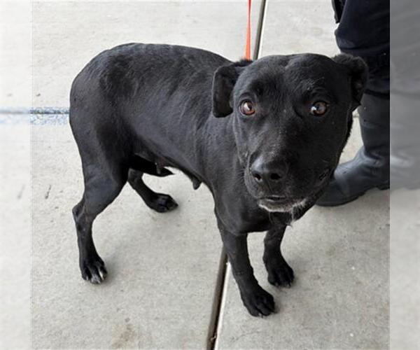 Medium Photo #1 Mutt Puppy For Sale in Bakersfield, CA, USA