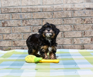 Havapoo Puppy for sale in GUTHRIE, KY, USA