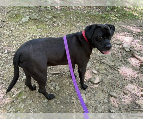 Medium Photo #11 Mastiff-Unknown Mix Puppy For Sale in Rockaway, NJ, USA