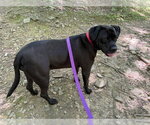 Small #10 Mastiff Mix