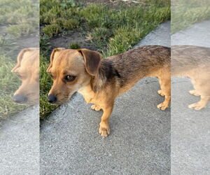 Chiweenie Dogs for adoption in San Francisco, CA, USA