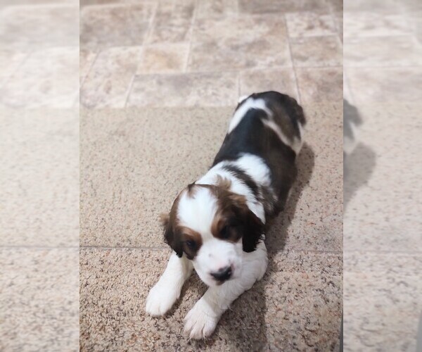 Medium Photo #2 English Springer Spaniel Puppy For Sale in GLEN SAINT MARY, FL, USA