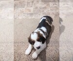 Small #1 English Springer Spaniel