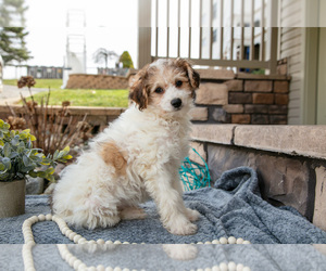 Bichpoo Litter for sale in MILLERSBURG, OH, USA