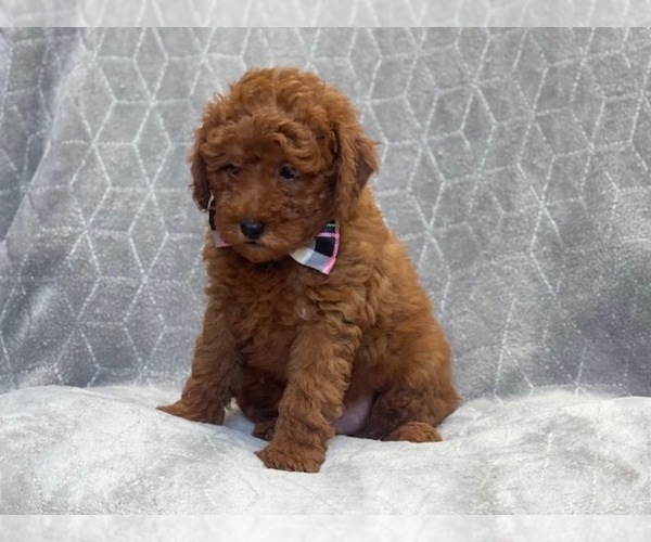 Medium Photo #10 Goldendoodle (Miniature) Puppy For Sale in LAKELAND, FL, USA