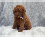 Small Photo #10 Goldendoodle (Miniature) Puppy For Sale in LAKELAND, FL, USA