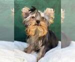Small #4 Yorkshire Terrier