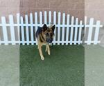 Small German Shepherd Dog