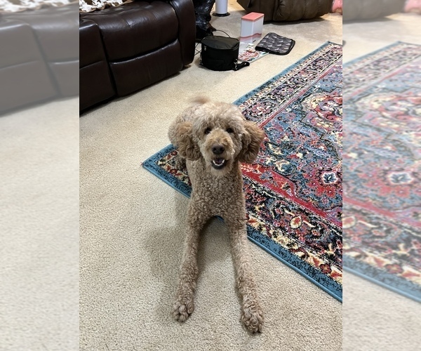 Medium Photo #6 Poodle (Standard) Puppy For Sale in SPRING GROVE, IL, USA