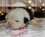 Small Photo #16 English Bulldog Puppy For Sale in WINNSBORO, TX, USA