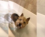 Small #1 Norwich Terrier