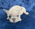 Small Photo #19 French Bulldog Puppy For Sale in PORTLAND, OR, USA