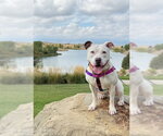*BELLA ANN - Female Mutt Dog for Adoption - Small photo