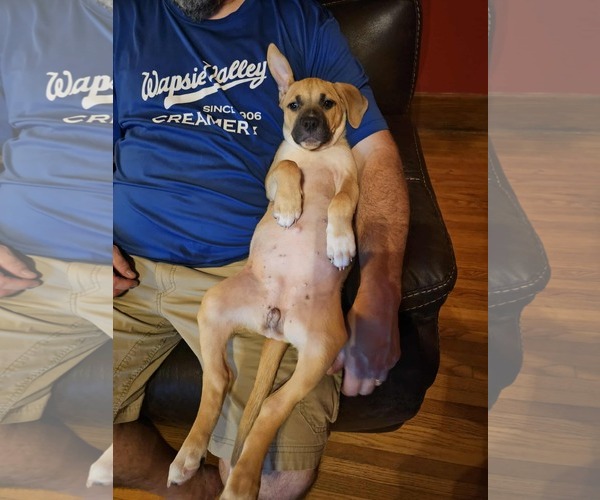 Medium Photo #4 Mutt Puppy For Sale in Waterloo, IA, USA