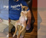 Small #3 Mutt