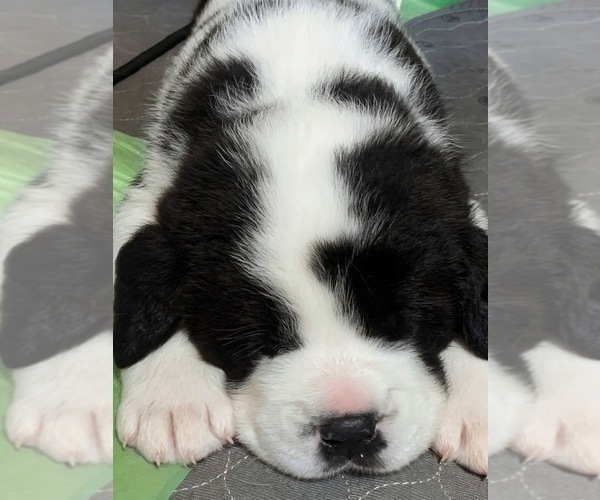 Medium Photo #5 Cane Corso-Saint Bernard Mix Puppy For Sale in WORCESTER, MA, USA