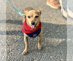 Small #7 Chihuahua
