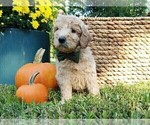 Small #6 Goldendoodle