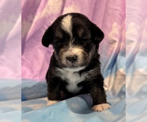 Pembroke Welsh Corgi-Poodle (Miniature) Mix Puppy for sale in LONGMONT, CO, USA