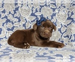 Small Photo #5 Labrador Retriever Puppy For Sale in HOLTWOOD, PA, USA