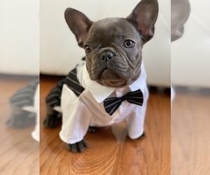 French Bulldog Puppy for sale in METUCHEN, NJ, USA