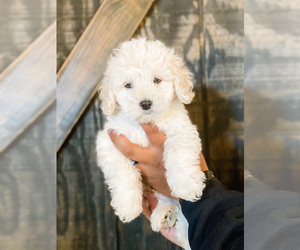 Maltipoo Puppy for sale in LAKE HAVASU CITY, AZ, USA