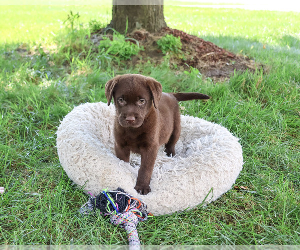 Medium Photo #2 Labrador Retriever Puppy For Sale in SYRACUSE, IN, USA