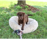 Small #1 Labrador Retriever