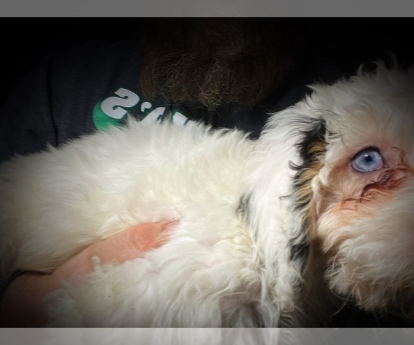 Medium Photo #12 Saint Berdoodle Puppy For Sale in CONNEAUT, OH, USA