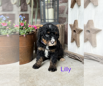 Small #1 Bernedoodle (Miniature)