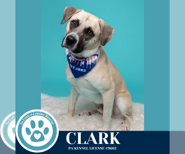 Medium Photo #4 Anatolian Shepherd-Unknown Mix Puppy For Sale in Kimberton, PA, USA