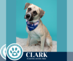 Small #3 Anatolian Shepherd Mix