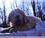 Small Photo #9 Goldendoodle Puppy For Sale in ROUGEMONT, NC, USA