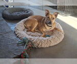 Small #2 Mutt